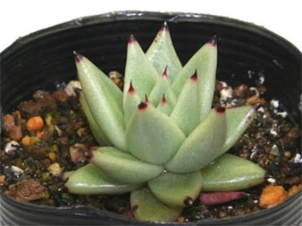 多肉植物の 綴化 とは何 綴化 てっか の意味を分かりやすく解説 Annzu Life アンズ ライフ 多肉植物の 綴化 とは何 綴化 てっか の意味を分かりやすく解説 Annzu Life アンズ ライフ