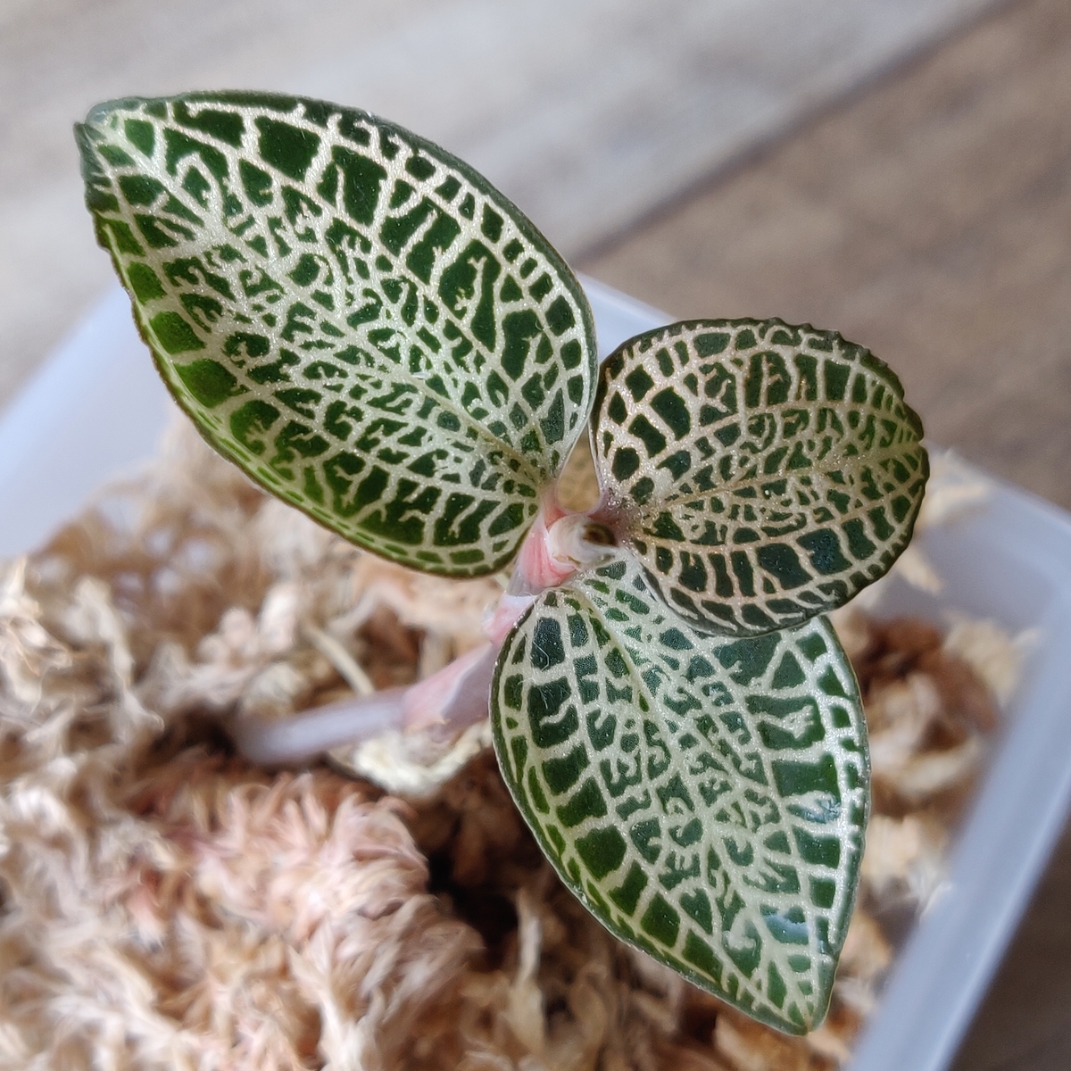 f:id:watakaw:20190919114233j:plain f:id:watakaw:20190919114233j:plain
