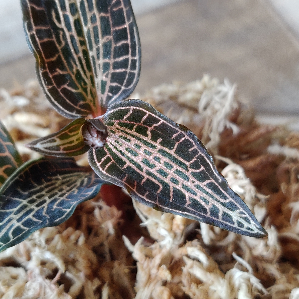 f:id:watakaw:20190919114240j:plain f:id:watakaw:20190919114240j:plain