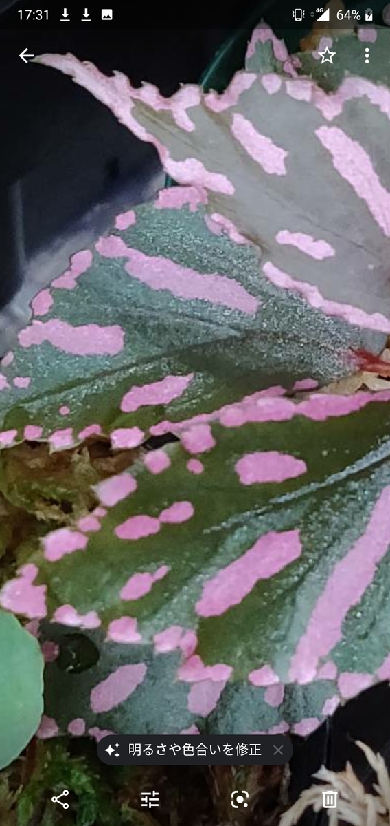 f:id:watakaw:20190926195903j:plain f:id:watakaw:20190926195903j:plain