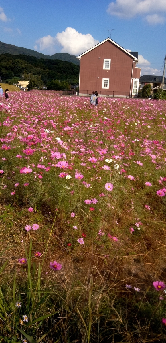f:id:watamushi:20211101125559j:plain