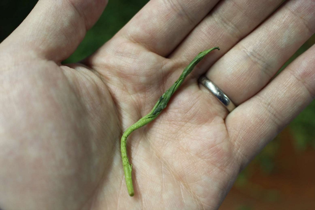 f:id:watanabecook:20161029013631j:plain