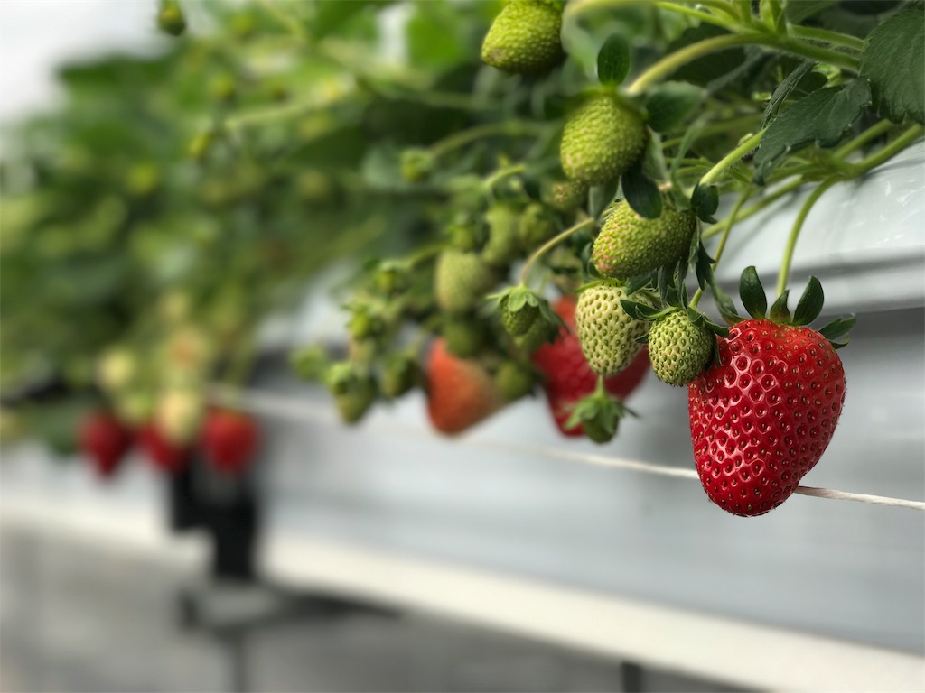 いちご を京都 滋賀近辺で直買できる 苺屋 Kirry S Berry キリーズベリー 京都 観光情報 D Matcha Kyoto Magazine