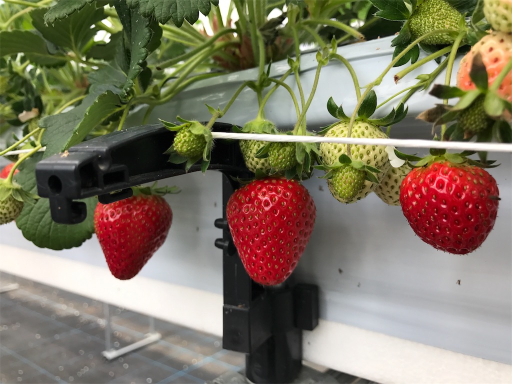 いちご を京都 滋賀近辺で直買できる 苺屋 Kirry S Berry キリーズベリー 京都 観光情報 D Matcha Kyoto Magazine