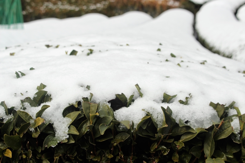 f:id:watanabecook:20171227161214j:plain f:id:watanabecook:20171227161214j:plain