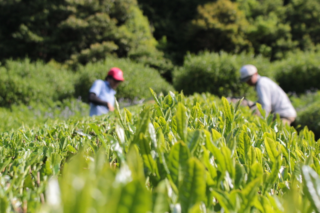 f:id:watanabecook:20180507185636j:plain