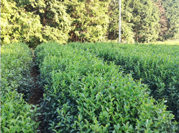 f:id:watanabecook:20181203121753p:plain