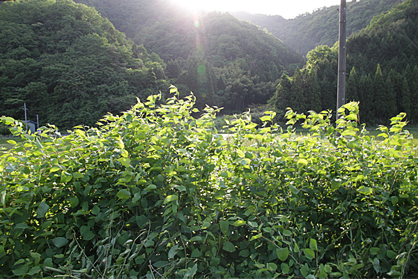 f:id:watanohana:20161011020829j:plain f:id:watanohana:20161011020829j:plain