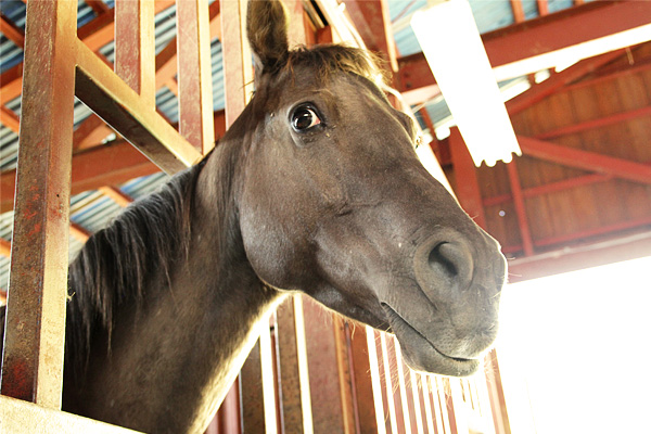 f:id:watanohana:20170528230452j:plain f:id:watanohana:20170528230452j:plain