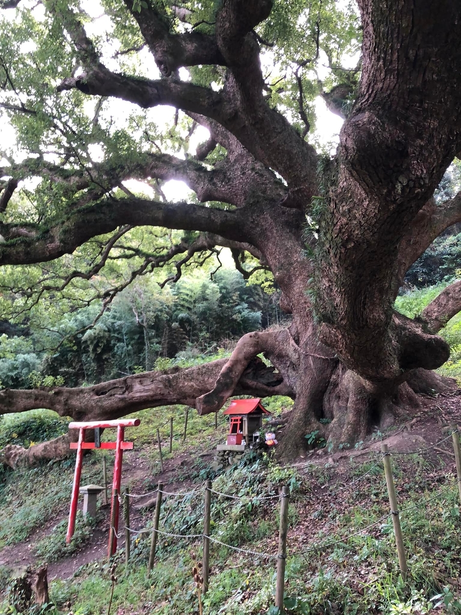 f:id:watanukimon344:20211124220003j:plain