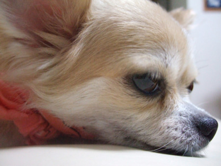 f:id:wataru-w:20090508230259j:image