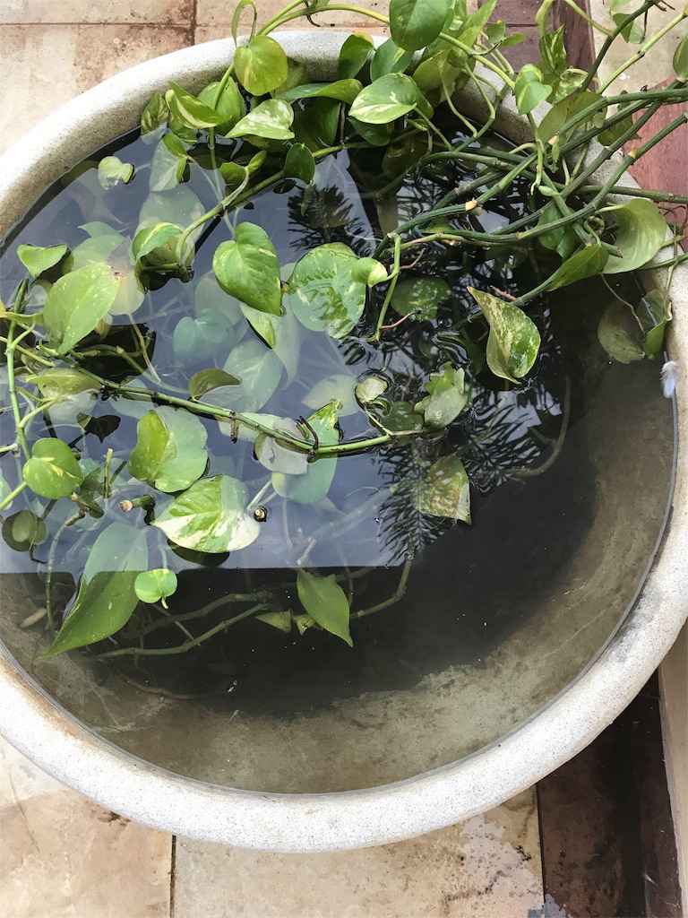 インドで熱帯魚飼育してみた インド人にびっくり インド駐在員苦悩の日々