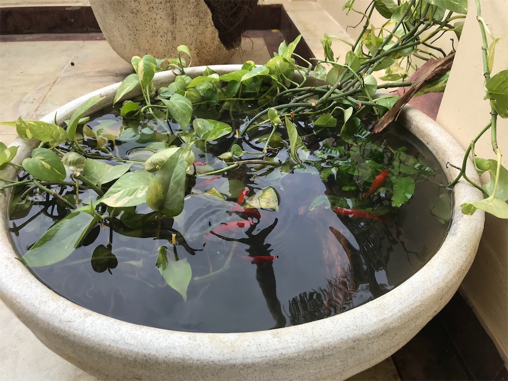 インドで熱帯魚飼育してみた インド人にびっくり インド駐在員苦悩の日々