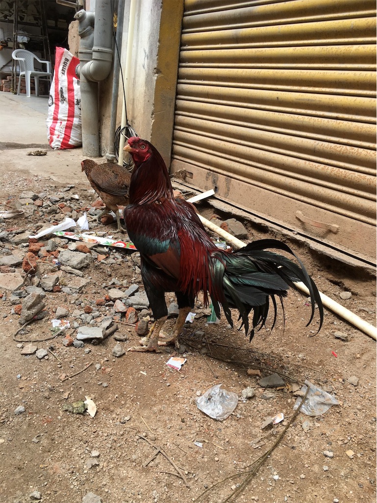 f:id:wataru_india:20200809094303j:image