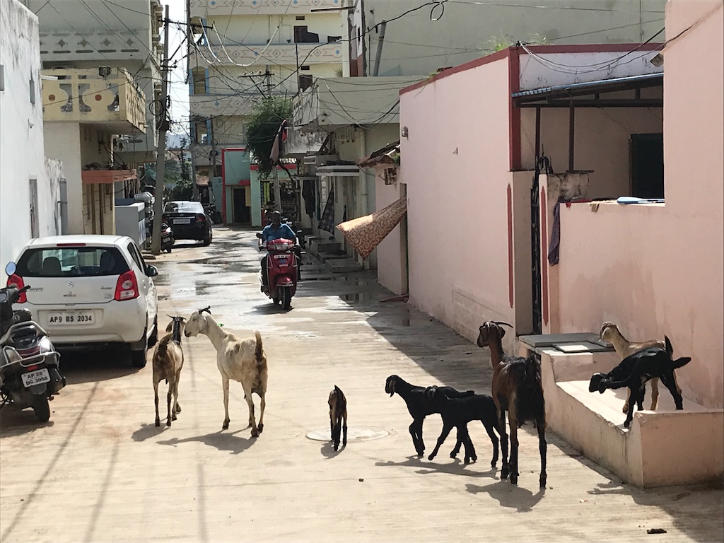 f:id:wataru_india:20210301225320j:plain