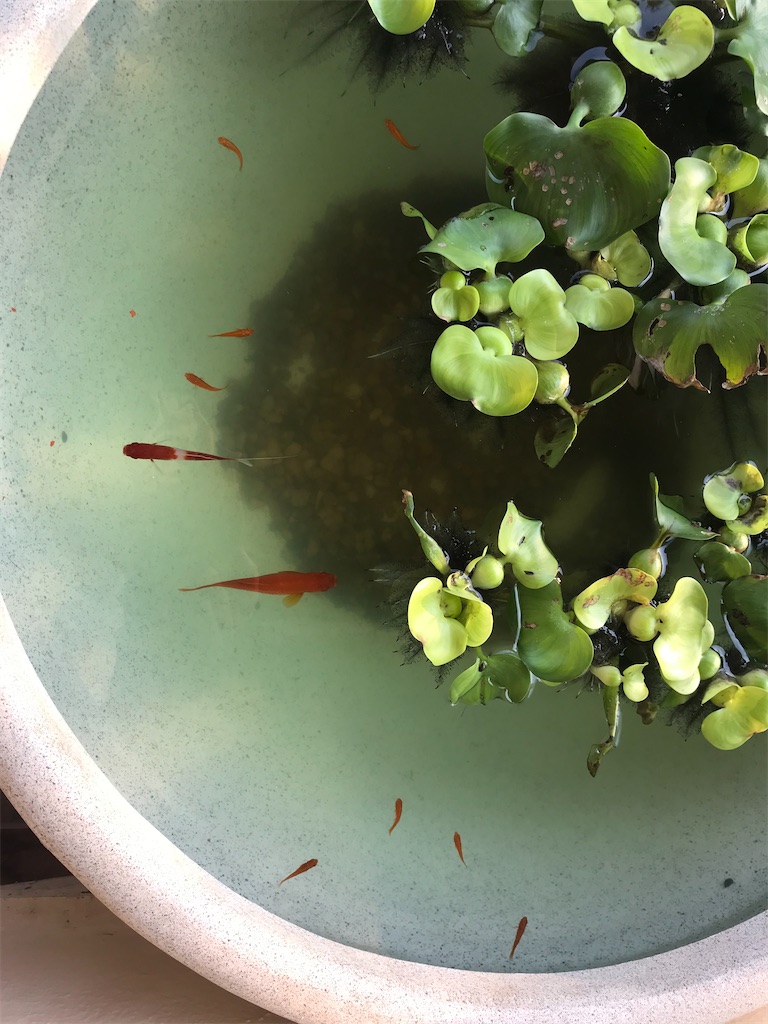 f:id:wataru_india:20210302110734j:plain