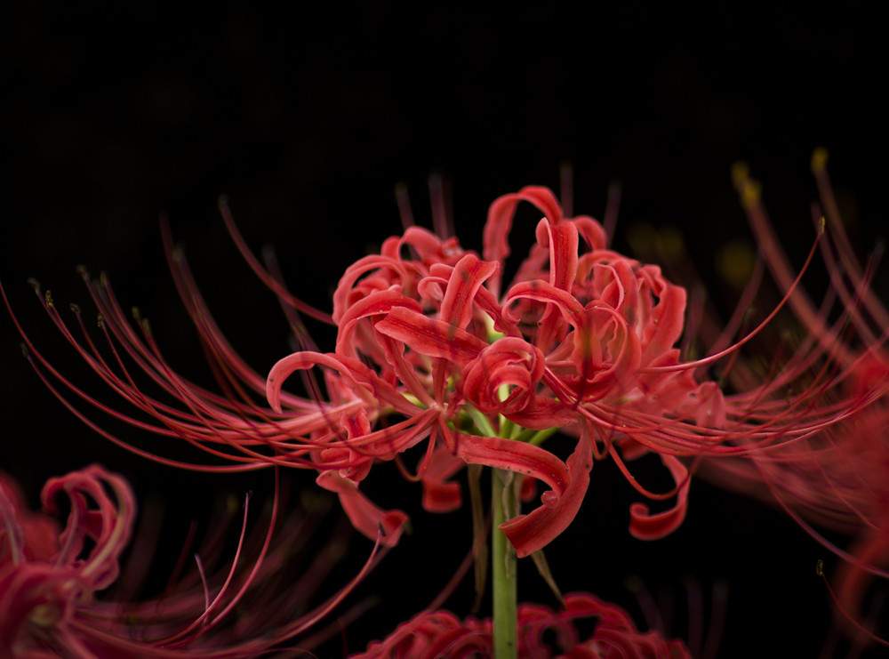 カメラ散歩】彼岸花撮ってきたよ D7200＋TAMRON SP AF90mm F/2.8
