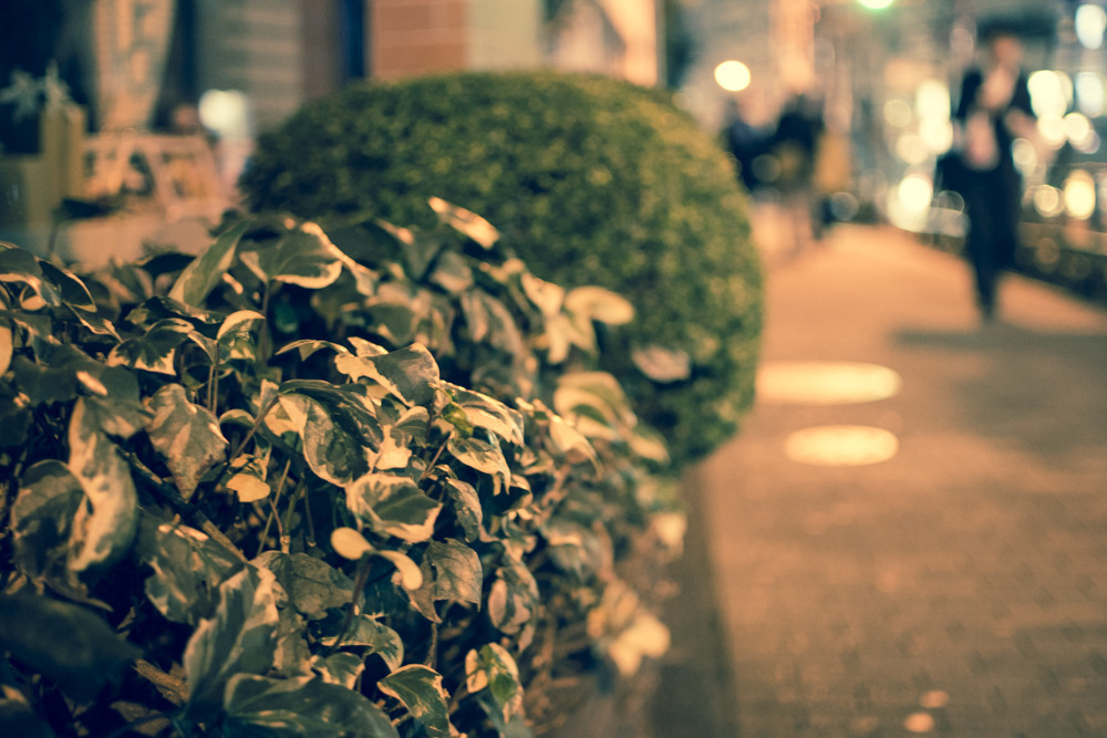 f:id:wataru_ph:20180204190527j:plain