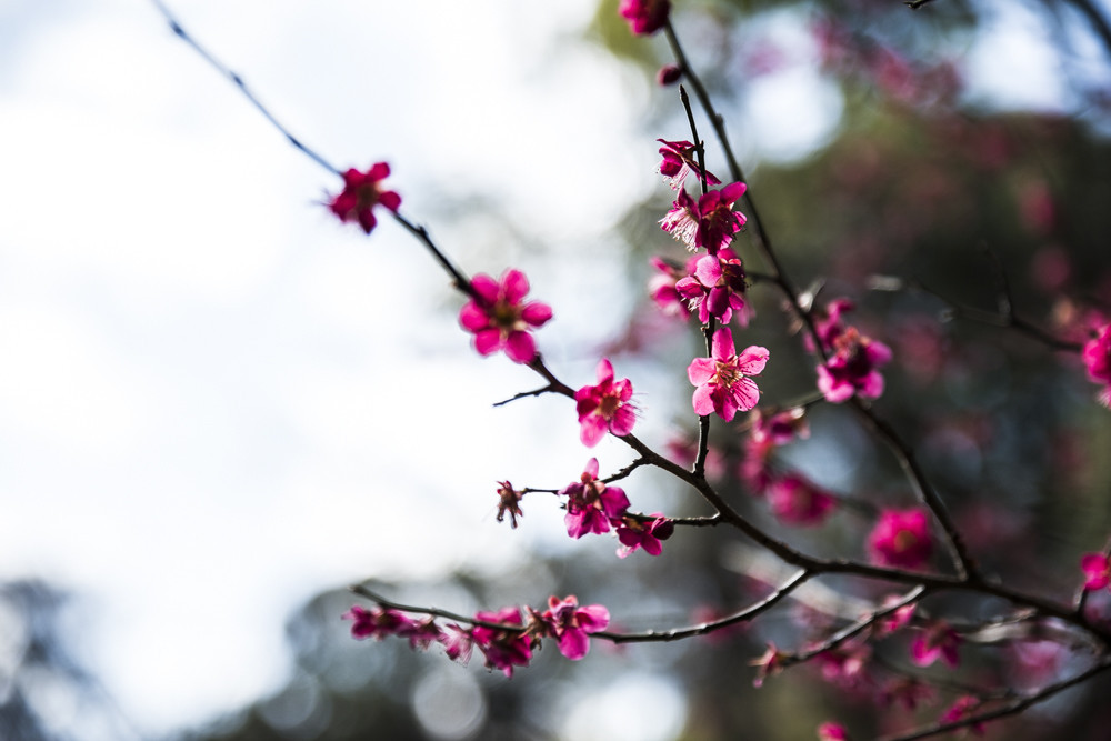 f:id:wataru_ph:20180315230406j:plain