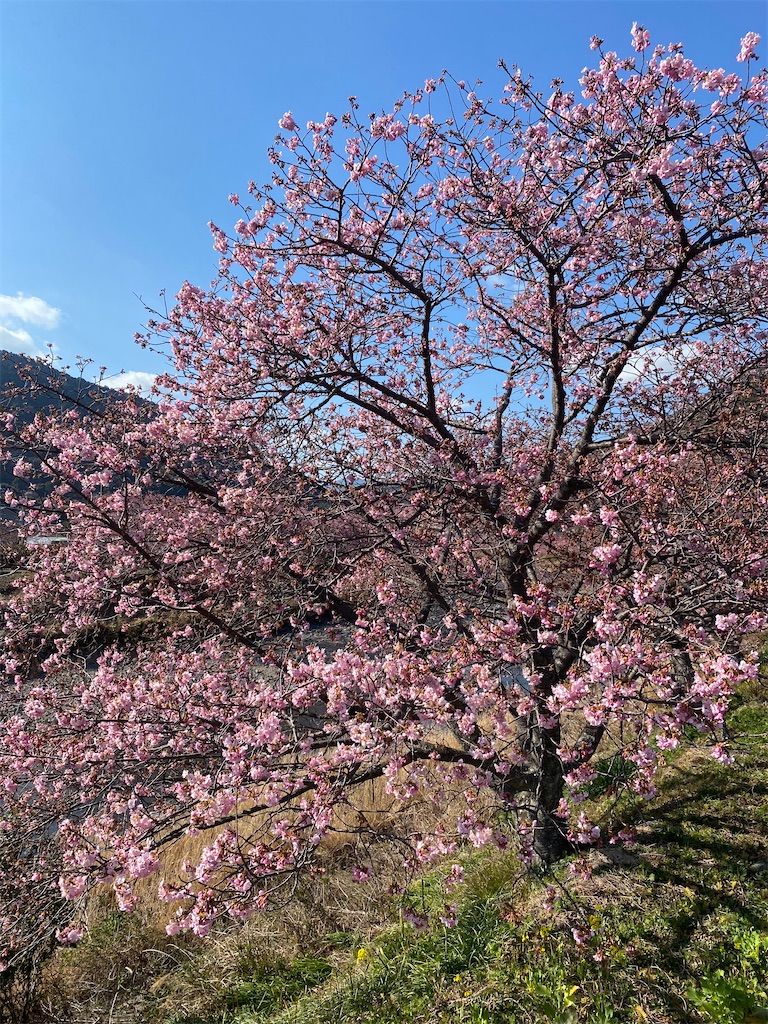 f:id:watarutabi:20250310211047j:image
