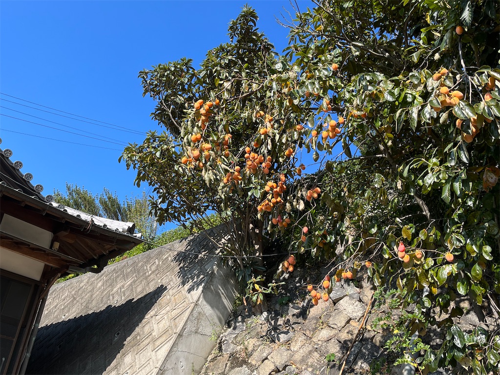f:id:watashi-bune38:20221128001729j:image