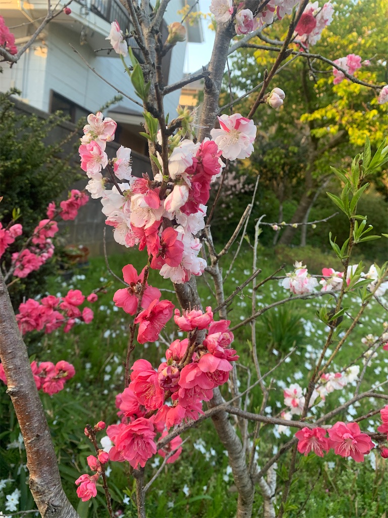 f:id:watashi2525:20210323224707j:image f:id:watashi2525:20210323224707j:image