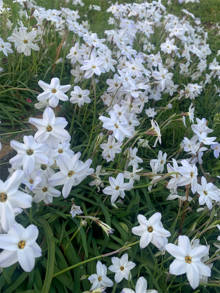 f:id:watashi2525:20210323224711j:image f:id:watashi2525:20210323224711j:image
