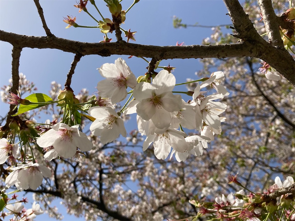 f:id:watashimesen:20230525090135j:image f:id:watashimesen:20230525090135j:image