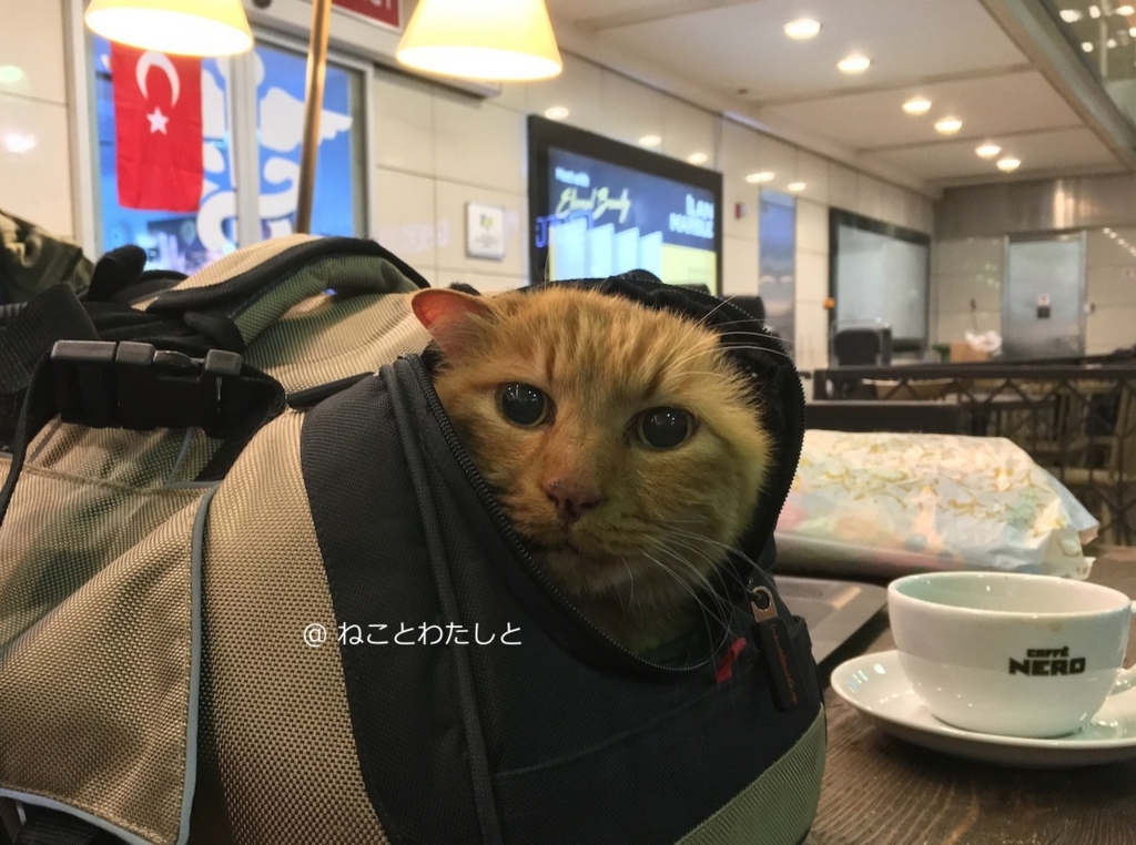 f:id:watashitonekoto:20180502114157j:plain