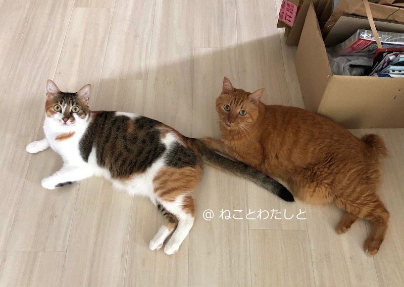 f:id:watashitonekoto:20190828235202j:plain f:id:watashitonekoto:20190828235202j:plain