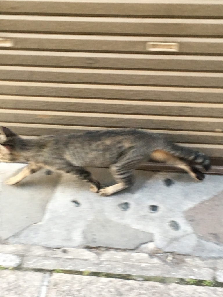 f:id:watasihasitujidesu:20180724184837j:plain f:id:watasihasitujidesu:20180724184837j:plain