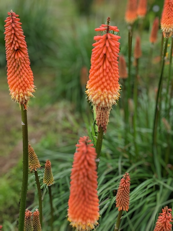 f:id:watasihasitujidesu:20190630104053j:plain f:id:watasihasitujidesu:20190630104053j:plain