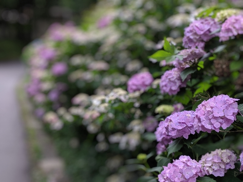 f:id:watasihasitujidesu:20190716141900j:plain