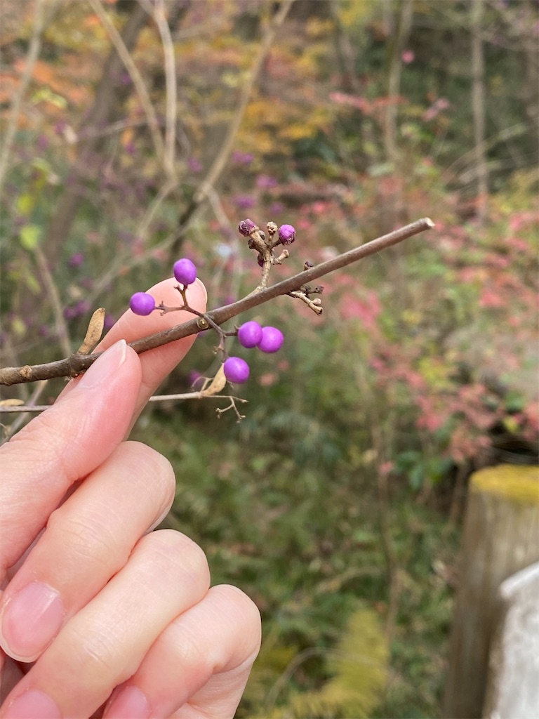 f:id:watasikatsudo39:20201210224714j:image