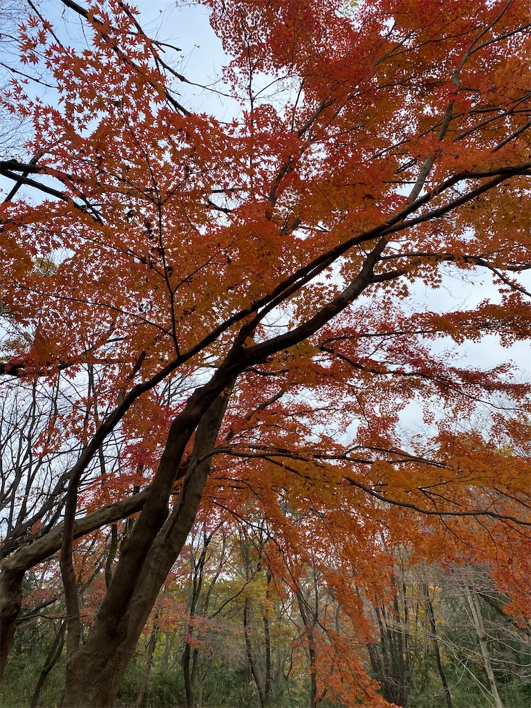 f:id:watasikatsudo39:20201210224726j:image