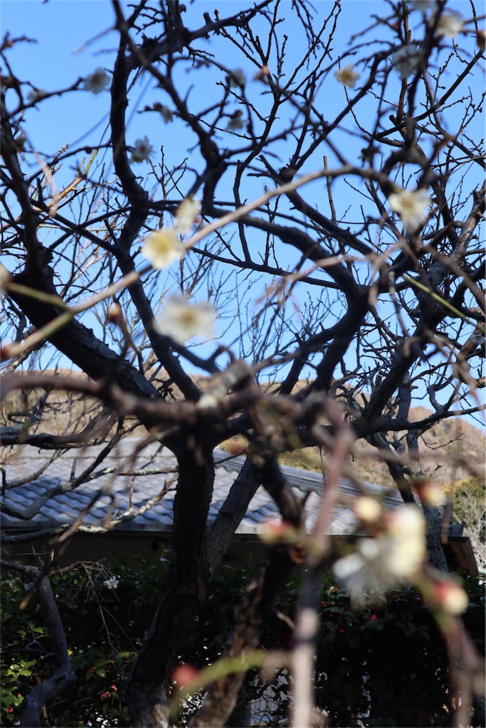 f:id:watasirasiku:20190207114243j:image f:id:watasirasiku:20190207114243j:image