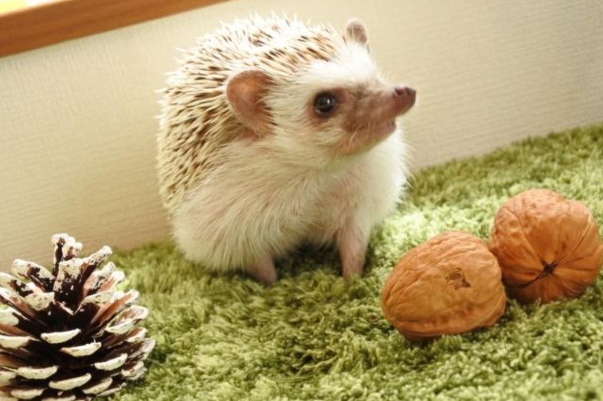 共働きでも大丈夫 飼育しやすい小動物たち ワタツク日記