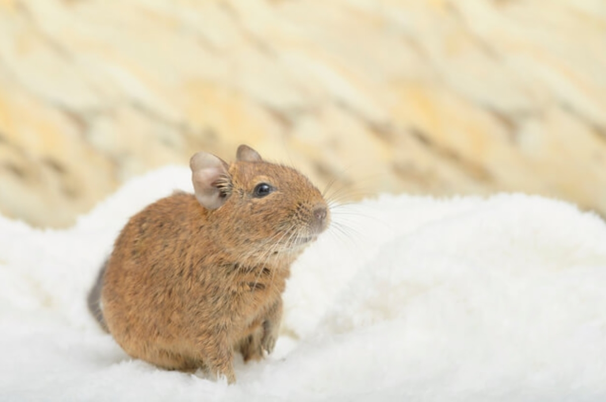 共働きでも大丈夫 飼育しやすい小動物たち ワタツク日記