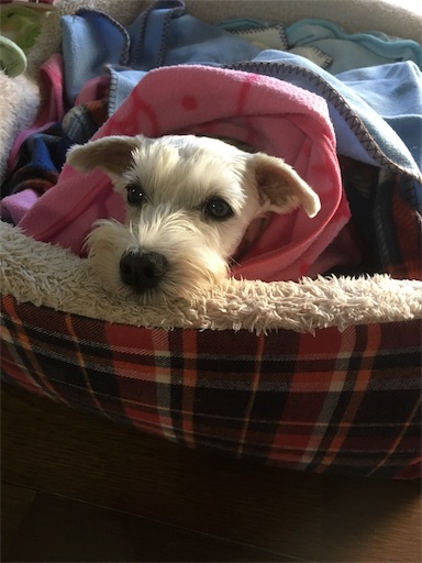 f:id:watayuka0000:20190710213434j:plain