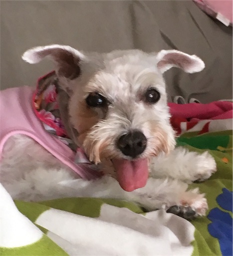 f:id:watayuka0000:20190711232519j:plain f:id:watayuka0000:20190711232519j:plain