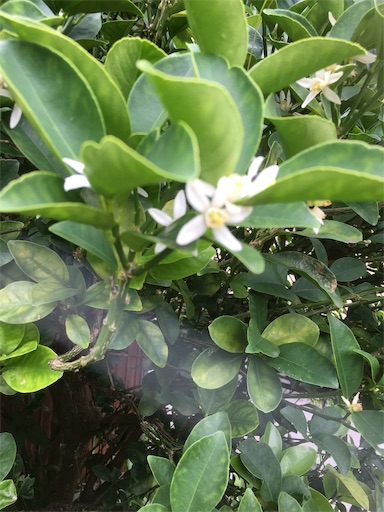 f:id:watayuka0000:20190713142813j:plain f:id:watayuka0000:20190713142813j:plain