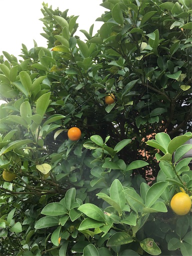 f:id:watayuka0000:20190713142830j:plain f:id:watayuka0000:20190713142830j:plain