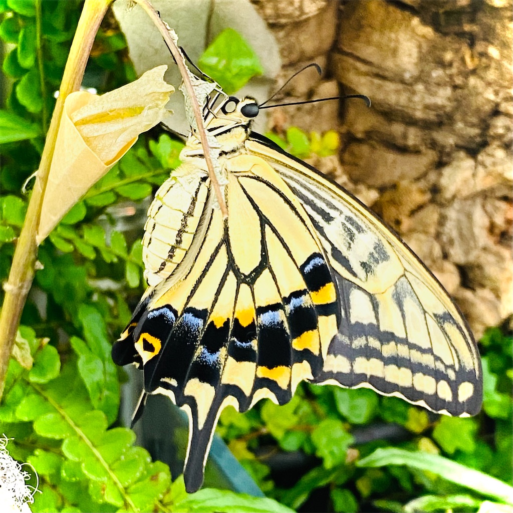 アゲハチョウの羽化と飼育 みじんこブログ