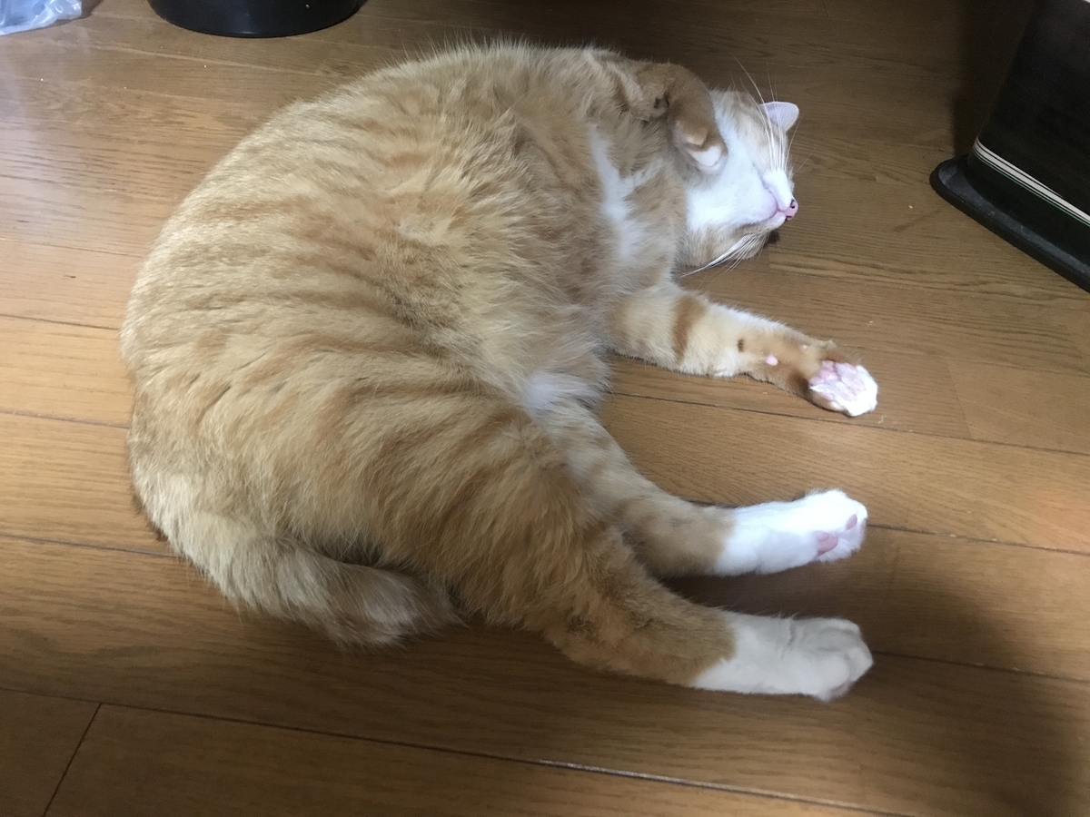 f:id:waterlily03:20191230221546j:plain