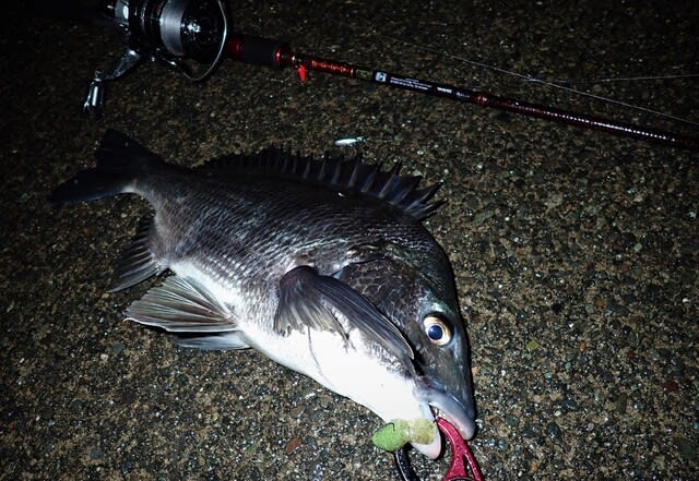 Daiwa HEARTLAND 別誂冴掛 710AGS 2ndインプレ - Trip to the