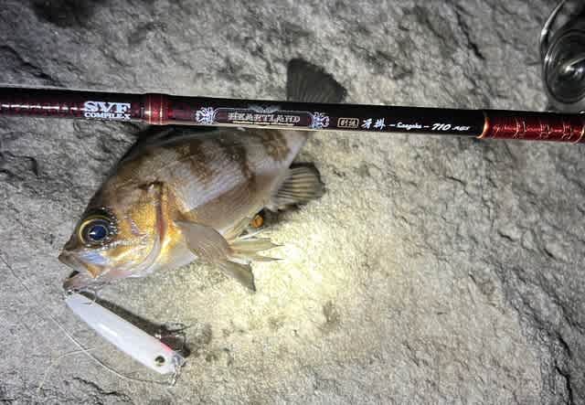 Daiwa HEARTLAND 別誂冴掛 710AGS 2ndインプレ - Trip to the