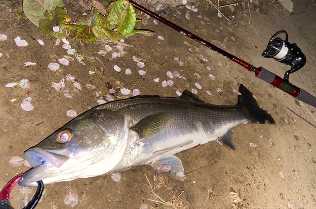 Daiwa HEARTLAND 別誂冴掛 710AGS 2ndインプレ - Trip to the