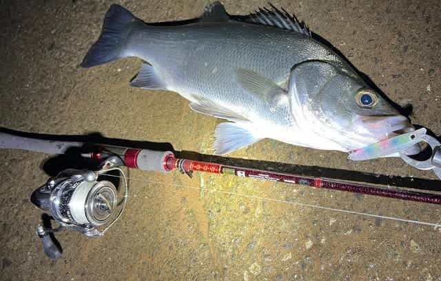 Daiwa HEARTLAND 別誂冴掛 710AGS 2ndインプレ - Trip to the