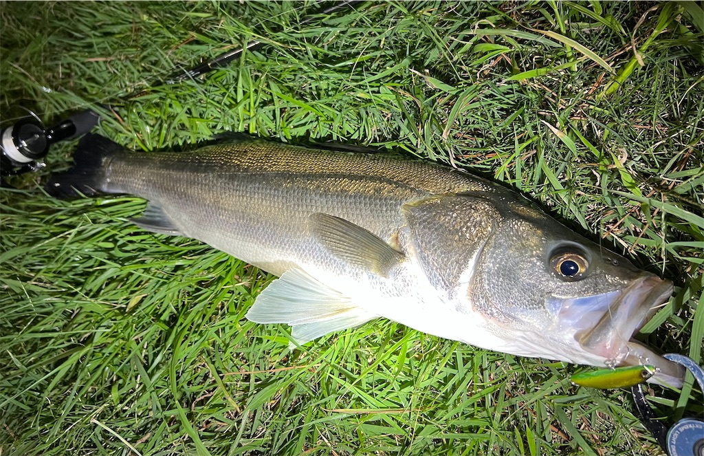 f:id:watershapedbox:20251021211334j:image