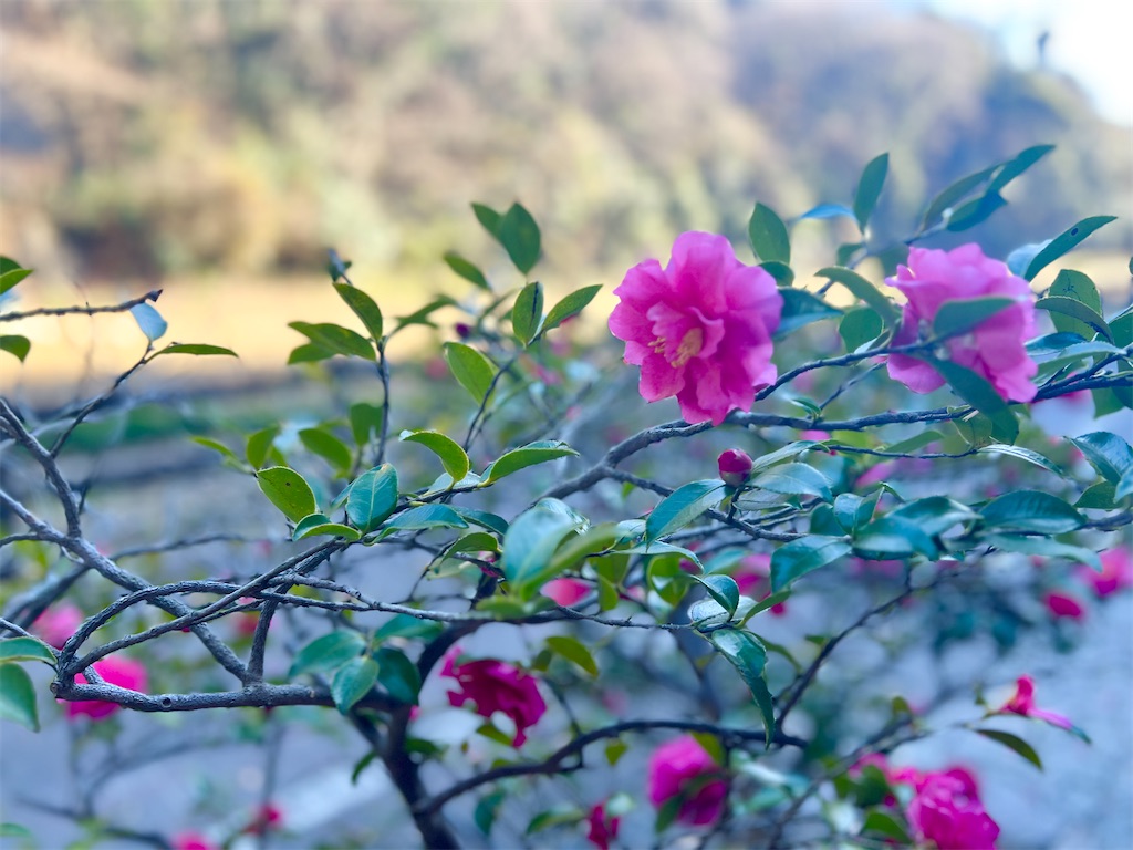 f:id:watershapedbox:20260111185039j:image